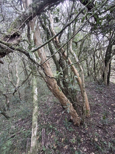 Myrcianthes gigantea, photograph 2