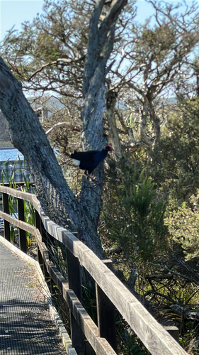 Australasian Swamphen