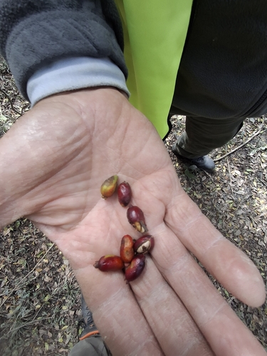 Myrcianthes gigantea, photograph 3