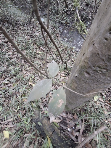 Myrcianthes gigantea, photograph 5