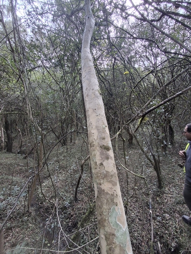 Myrcianthes gigantea, photograph 6