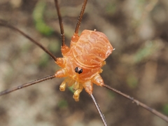 Gagrellopsis nodulifera