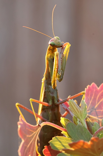 European Mantis