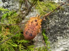 Gagrellopsis nodulifera