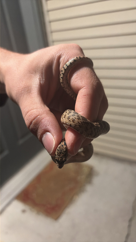 Great Basin Gopher Snake