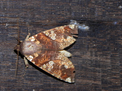 Chliara cresus