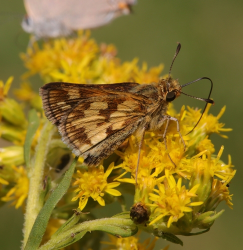 Peck's Skipper
