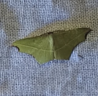 Cross-line Wave Moth