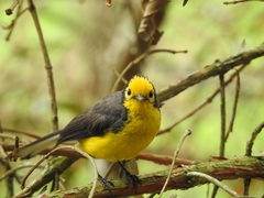 Myioborus ornatus