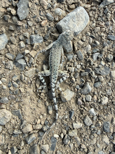 Zebra-tailed Lizard