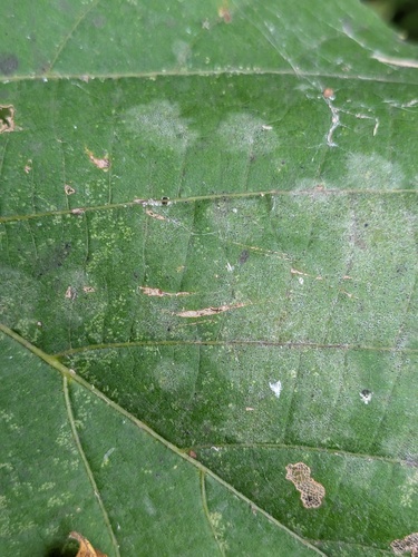 Erysiphe clintonii observed 2026-09-05