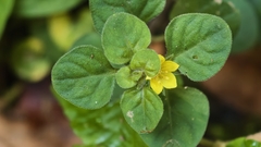 Lysimachia japonica, photograph (c) 葉淑蓮, some rights reserved (CC BY)