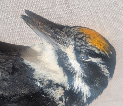 American Three-toed Woodpecker