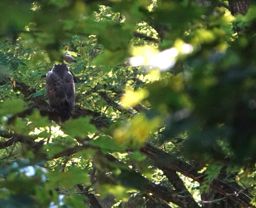 European Honey-buzzard