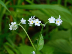 Myosotis krylovii