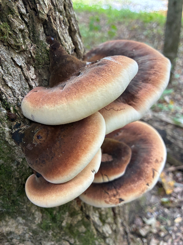 Resinous Polypore