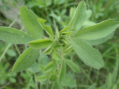 Medicago sativa