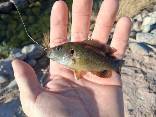 Green Sunfish