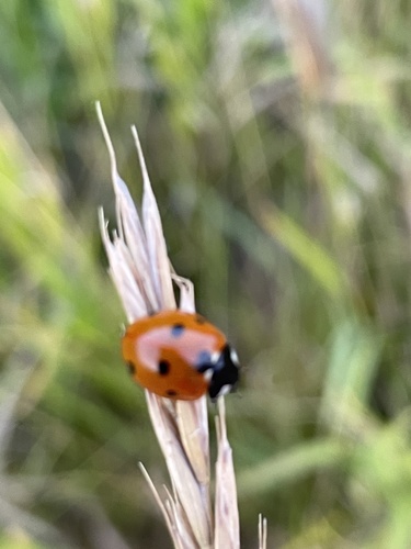 Seven-spotted Lady Beetle