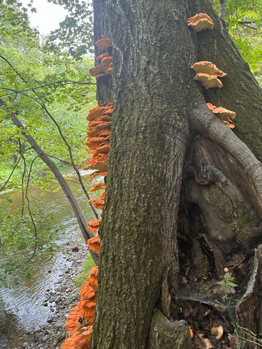 chicken of the woods