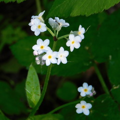 Myosotis krylovii