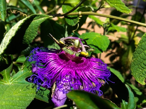 crato passionvine