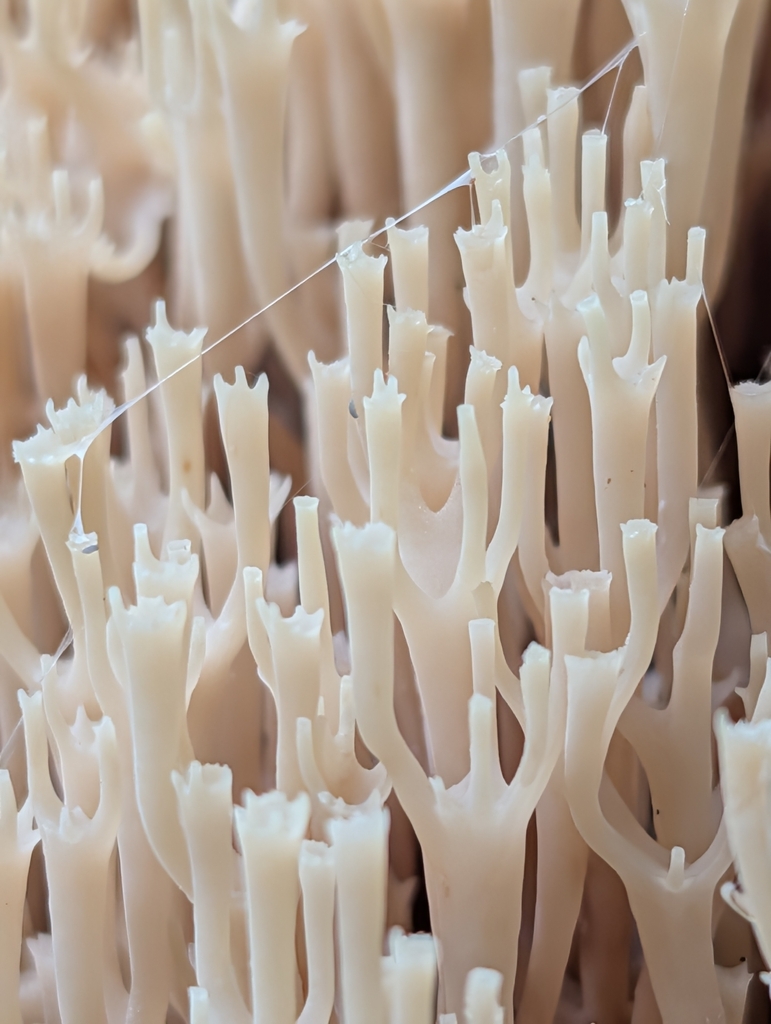 crown-tipped coral fungus · September 2026 · photo: Photo: (c) Bryan Rennick, some rights reserved (CC BY) · iNaturalist