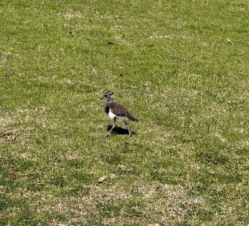 Southern Lapwing