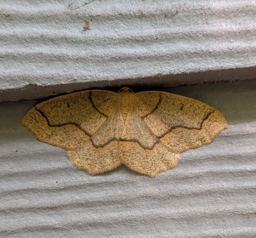 Hemlock Looper Moth