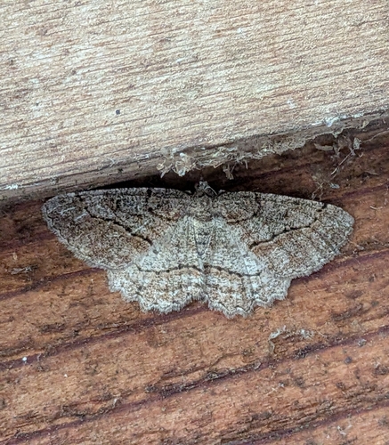 Brown-lined Looper