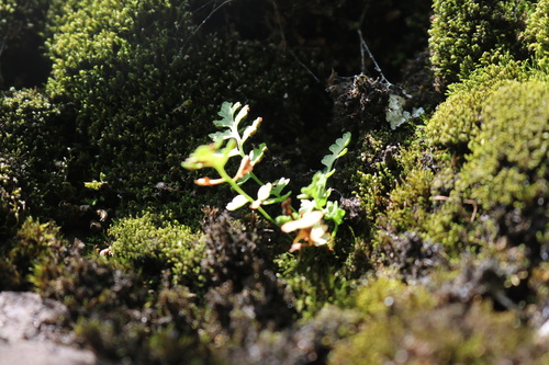 Woodsia glabella observed 2026-09-16