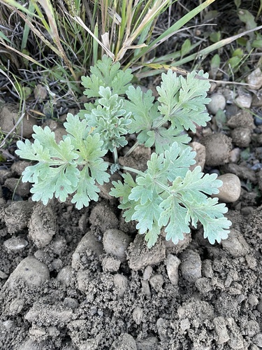 absinthe wormwood