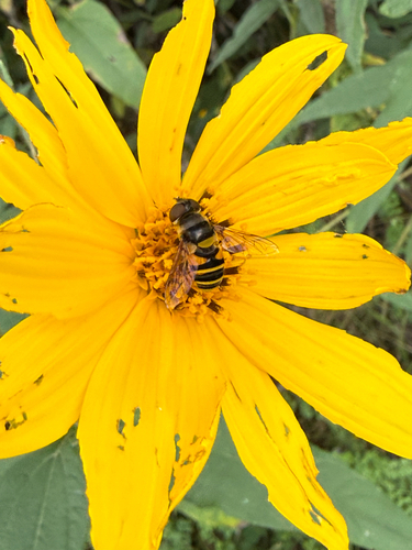 Transverse-banded Flower Fly