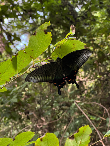 Alpine Black Swallowtail