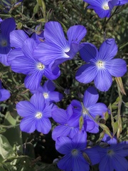 Linum narbonense