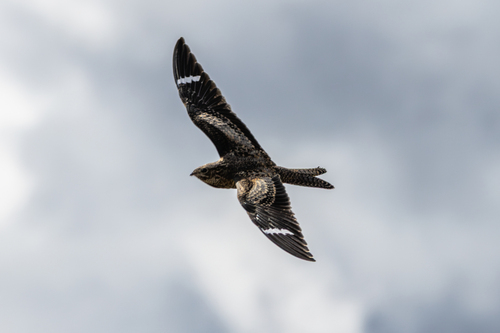 Common Nighthawk
