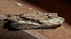 Pentobesa inexpectata