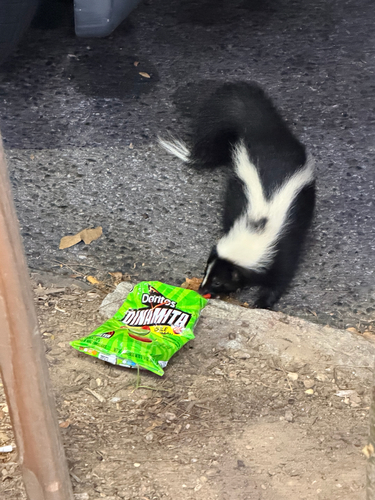 Striped Skunk