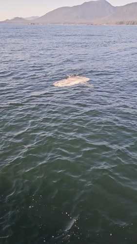 Common Mola