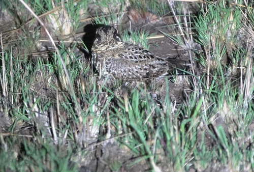 iNaturalist image