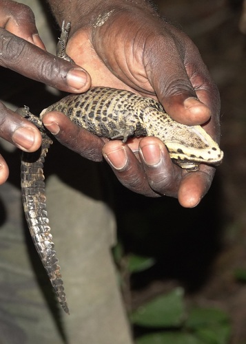 Dwarf Crocodile