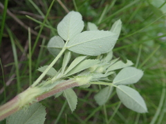 Medicago sativa