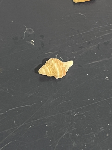 Trophon observed 2026-09-17