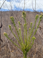 Euthamia occidentalis, photograph (c) Sarah Dillion, some rights reserved (CC BY)