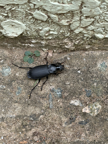 Diplocheila zeelandica