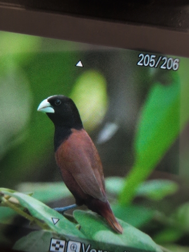 Chestnut Munia