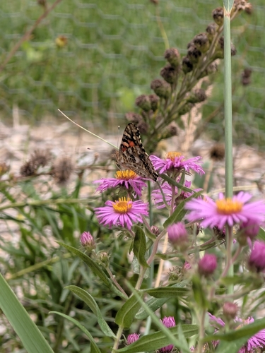 Painted Lady