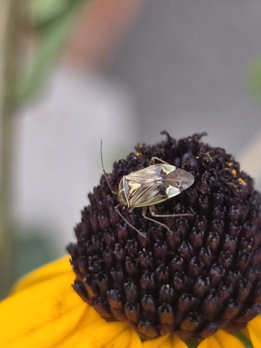 North American Tarnished Plant Bug