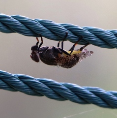 Platystoma seminationis