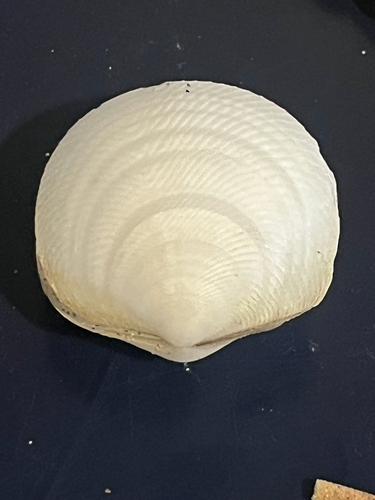 Divalucina cumingi observed 2026-09-17